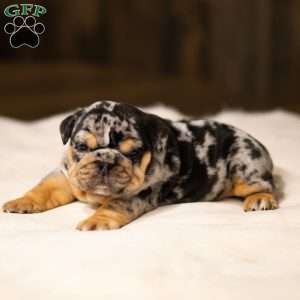 Stephen, English Bulldog Puppy